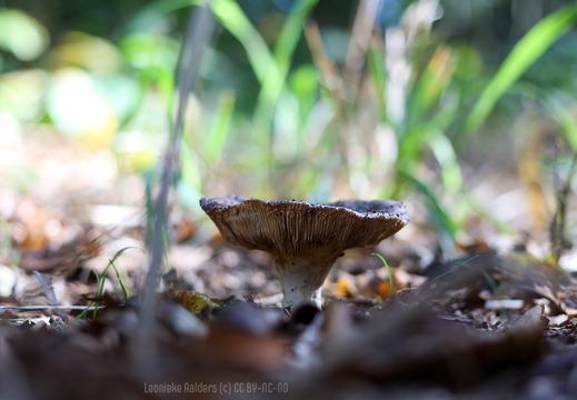 20221006 Park-Sorghvliet Herfst